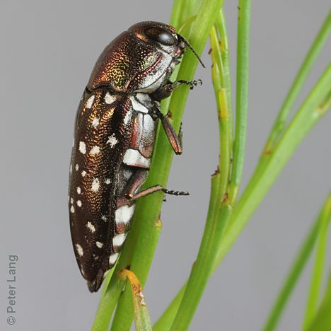 Diphucrania leucosticta, PL3003B, female, on Acacia euthycarpa, MU